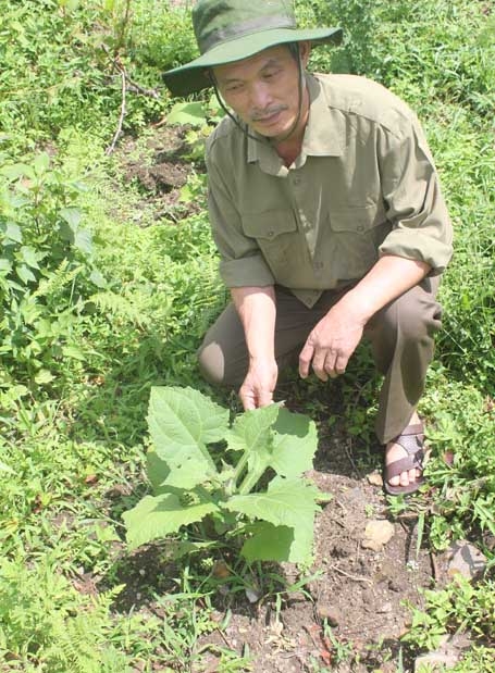 Ông Lâm bên một loại thảo dược quý mà ông trồng ở đất của Đồn biên phòng Y Tý, Bát Xát, Lào Cai. 