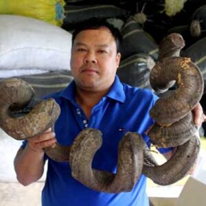 Thuốc Gout