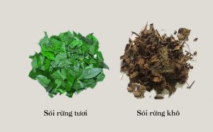 Cây Sói Rừng Khô - Tươi